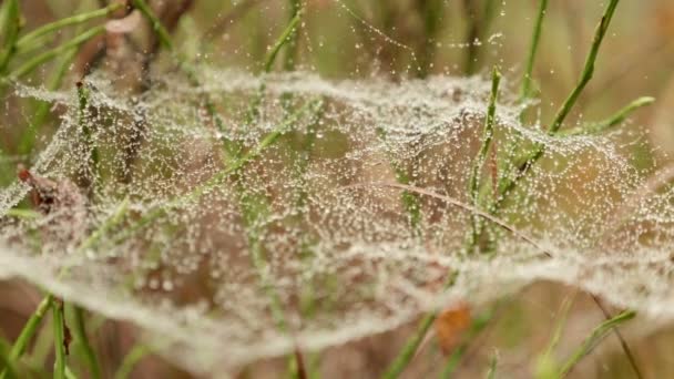 Spinnennetz auf dem Gras — Stockvideo