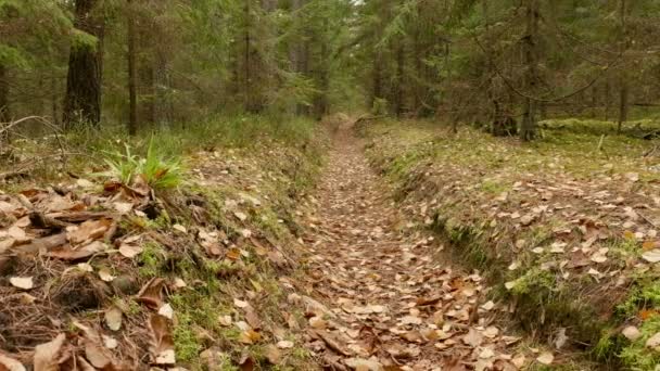 Pasarela en el bosque. Día de otoño. Suave dolly tiro — Vídeo de stock