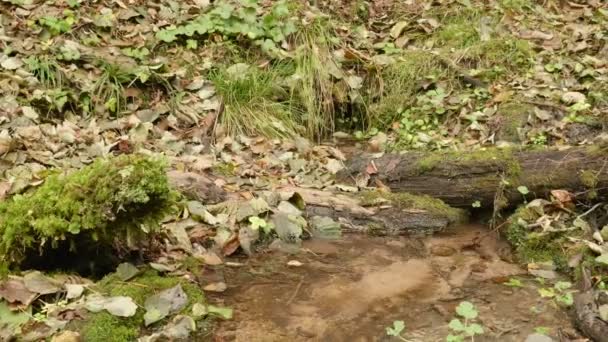 Un torrente nella foresta. Di giorno d'autunno. Liscio colpo dolly — Video Stock