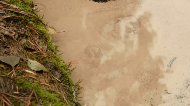 Fonte d'acqua nella foresta. Autunno giorno — Video Stock