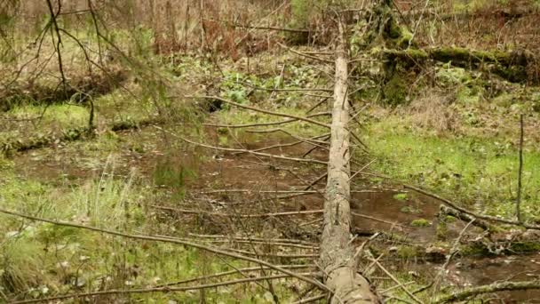 川に落ちたトウヒの木。秋の昼間。滑らかなドーリー ショット — ストック動画