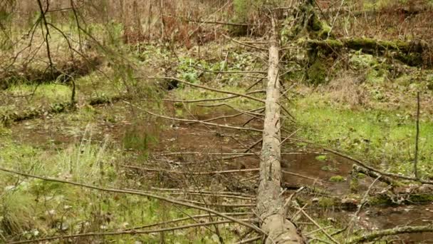 De omgevallen sparren boom over de rivier. Herfst overdag. Soepele dolly schot — Stockvideo