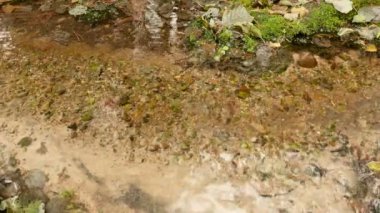 Orman akışında. Sonbahar gündüz. Atış statik