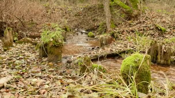 Broken wooden bridge on the forest river. Autumn daytime. Smooth dolly shot — Stock Video