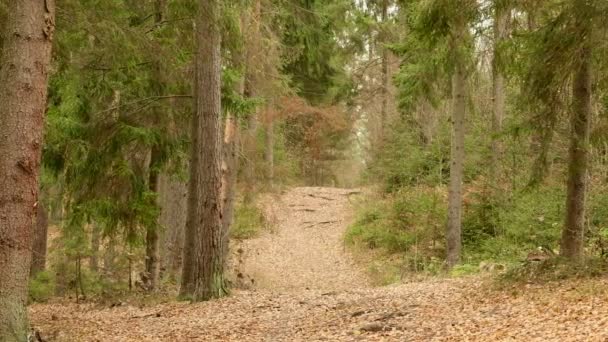 森の中のトレイルします。秋の昼間。滑らかなドーリー ショット — ストック動画