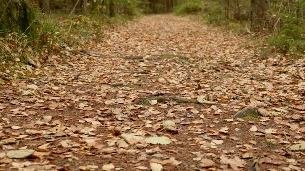 歩道の地面。秋の昼間。滑らかなドーリー ショット — ストック動画