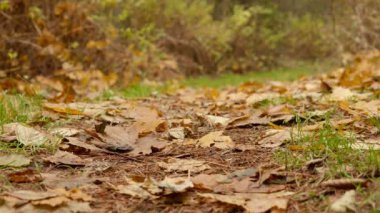 Yere. Sonbahar gündüz. Pürüzsüz dolly Zoom In atış