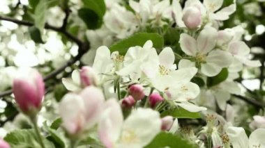 Rüzgarda sallanan elma çiçek üflenir. Atış kapatın. Temiz ve parlak gündüz