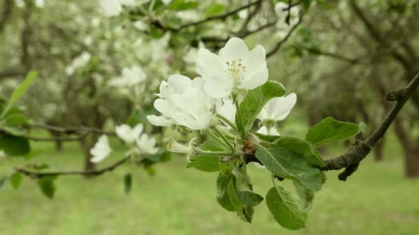 Квітка яблуні в парку. Чистий і яскравий день — стокове відео