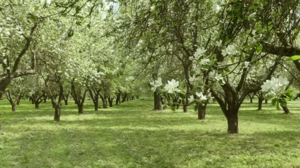 Apple tree alley in the farm. Smooth slider shot. Clean and bright daytime — Stock Video