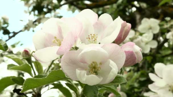 Pink apple flower in the park. Close up shot. Clean and bright daytime — Stock Video