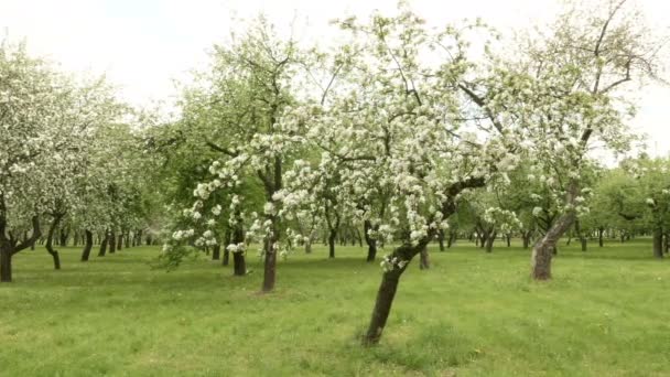 Apfelbaumhof. Glatter Schiebereglerschuss. Tagsüber sauber und hell — Stockvideo