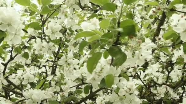 Flor de manzana. Tiro deslizante suave. Día limpio y brillante — Vídeos de Stock