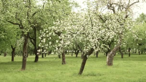 Apple tree farm. Smooth suwak strzał. Czyste i jasne dziennych — Wideo stockowe