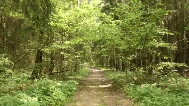 Sentier dans le parc. Doux et lent tir à la caméra régulière. Temps de jour propre et lumineux — Video