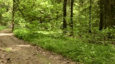 Parkta trail. Pürüzsüz ve panoramik cam çekim yavaş. Temiz ve parlak gündüz