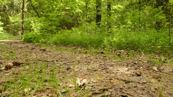 Trail in the park. Smooth and slow panorama cam shot. Clean and bright daytime — Stock Video