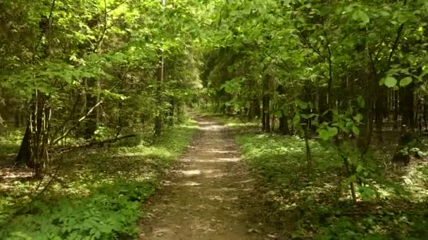 Pathway in the park. Smooth and slow steady cam shot. Clean and bright daytime — Stock Video