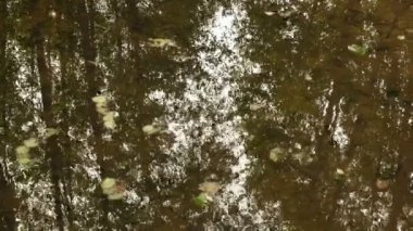 Nehir su kapatın. Sonbahar gündüz. Pürüzsüz dolly vurdu