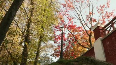 Renkli sonbahar gündüz. Pürüzsüz dolly vurdu