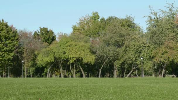 公園の緑のフィールドです。秋の昼間。滑らかなドーリー ショット — ストック動画