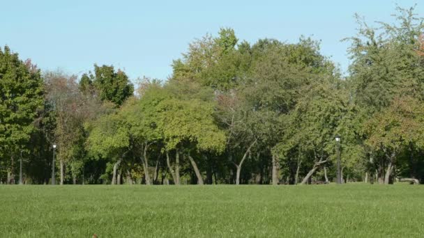 Groene weide in het park. Herfst overdag. Soepele dolly schot — Stockvideo