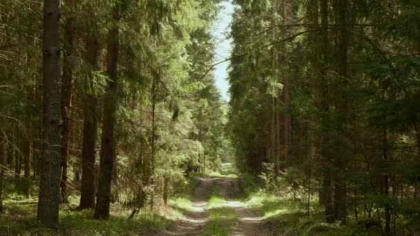森林的路径。光滑，慢滑块射击。整洁明亮的白天 — 图库视频影像