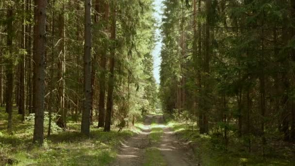 Caminhos florestais. Disparo deslizante suave e lento. Limpo e brilhante durante o dia — Vídeo de Stock