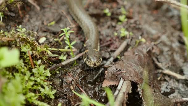 Grass snake. Close up shot. Clean and bright daytime — Stock Video