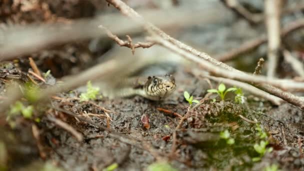 Serpente d'erba. Un colpo ravvicinato. Pulito e luminoso giorno — Video Stock