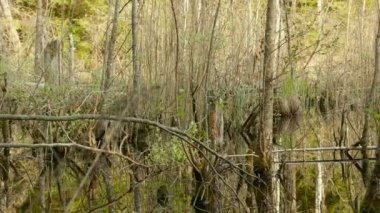 Ormandaki yabani gölet. Pürüzsüz kaymak vurdu. Temiz ve parlak gündüz