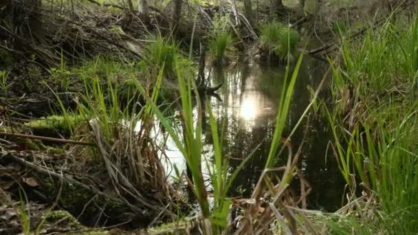 Réflexion du soleil dans l'étang forestier. Temps de jour propre et lumineux 