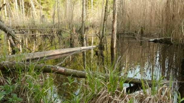 Laghetto selvaggio nella foresta. Bel colpo di cursore. Pulito e luminoso giorno — Video Stock