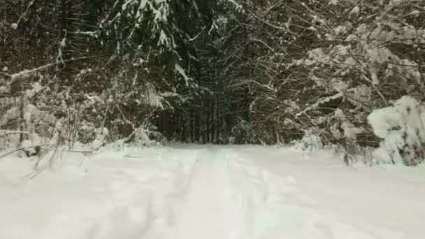 Trail in i vintern skogen — Stockvideo