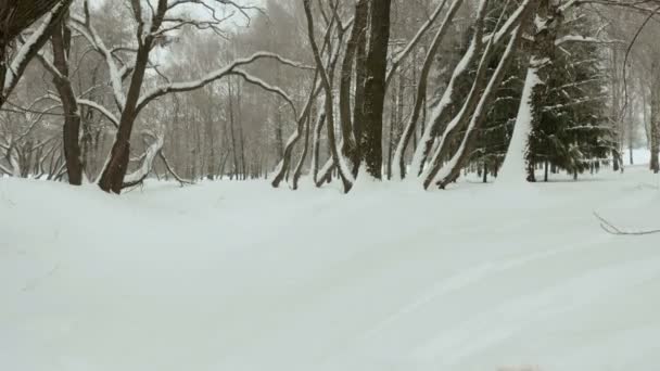 Au sommet des arbres. Stabilisateur de cardan professionnel d'occasion — Video