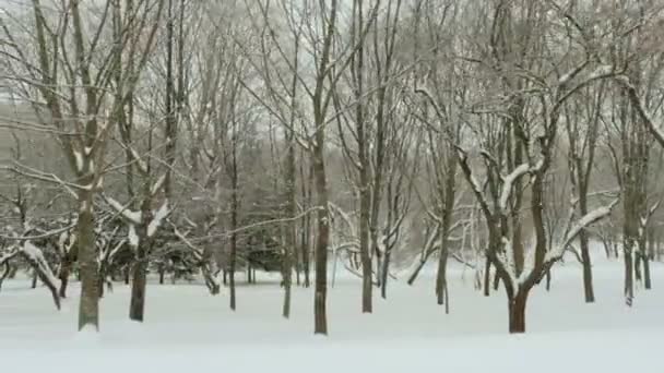 Winter Park. Temiz ve soğuk gündüz. Profesyonel gimbal stabilazer kullanılan — Stok video