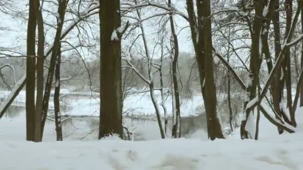 Längs floden vinter. Används professionell gimbal stabilazer — Stockvideo