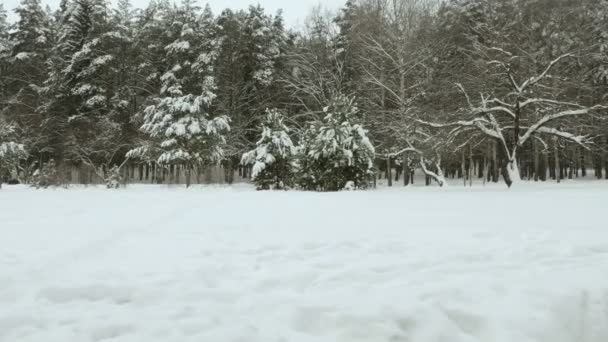 Träden under snön i vinter skog. Används professionell gimbal stabilazer — Stockvideo