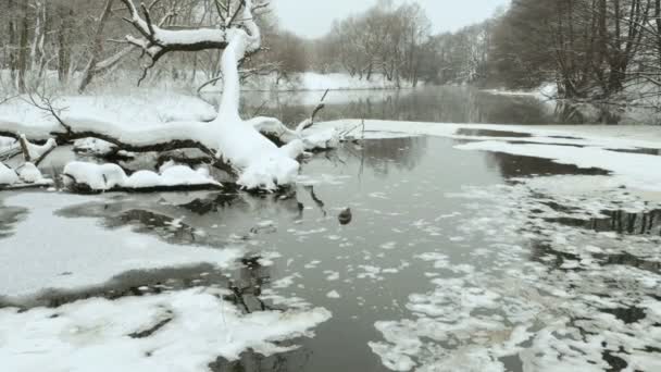 Pato flotando en el río de invierno. Estabilizador de cardán profesional usado — Vídeos de Stock
