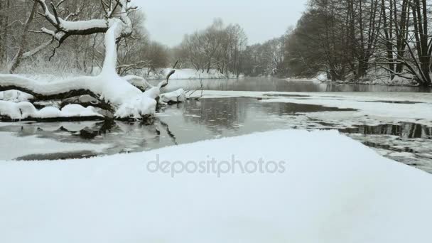 Pato en el río de invierno. Estabilizador de cardán profesional usado — Vídeos de Stock