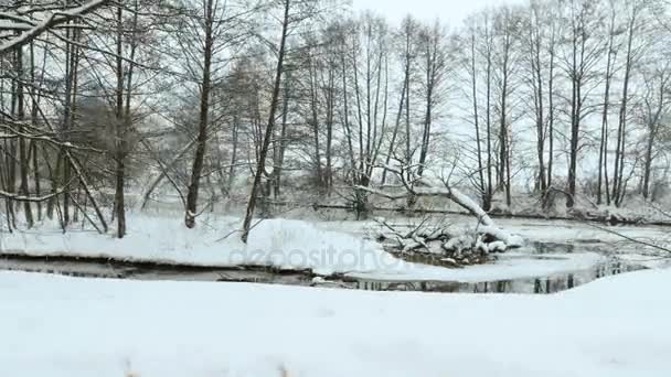 冬の公園。プロのジンバル stabilazer を使用 — ストック動画