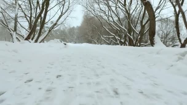 Snel vliegen in het bos van de winter. Professionele gimbal stabilazer gebruikt — Stockvideo