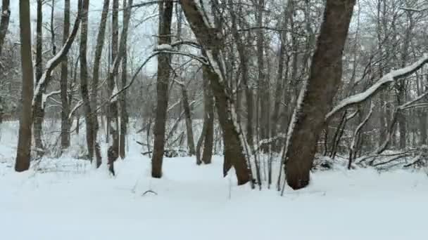 Sneeuw in het stadspark. Professionele gimbal stabilazer gebruikt — Stockvideo