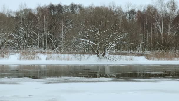 Riverside en invierno. Tiro deslizante suave — Vídeos de Stock