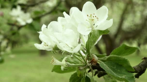 Apfelblüte. Makroschuss. Tagsüber sauber und hell — Stockvideo