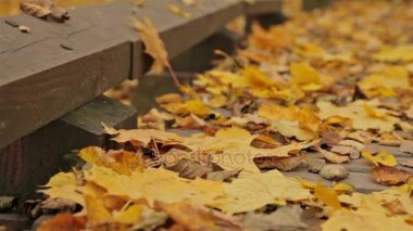 Ahşap yolu, sonbahar. Dolly vurdu