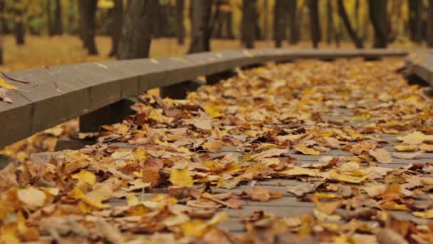 Dřevěná cesta v podzimním parku. Zblízka, dolly shot — Stock video