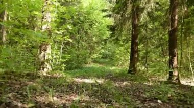 Uçan ormanın içinde. Pürüzsüz ve sabit cam atış yavaş. Temiz ve parlak gündüz