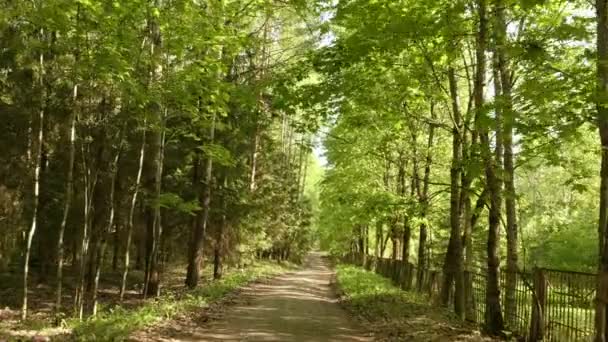 След в парке. Гладкий и медленный постоянный кадр. Чистый и яркий день — стоковое видео