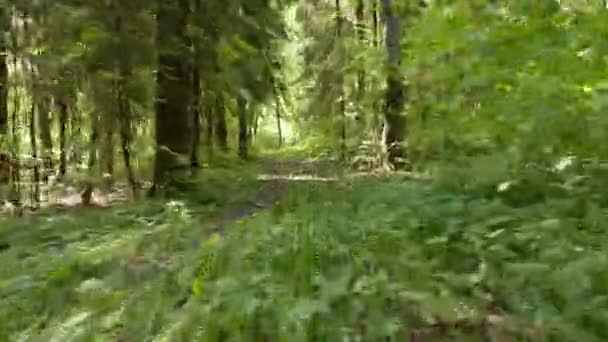 Voler dans la forêt. Prise de vue régulière et rapide de la caméra. Temps de jour propre et lumineux 